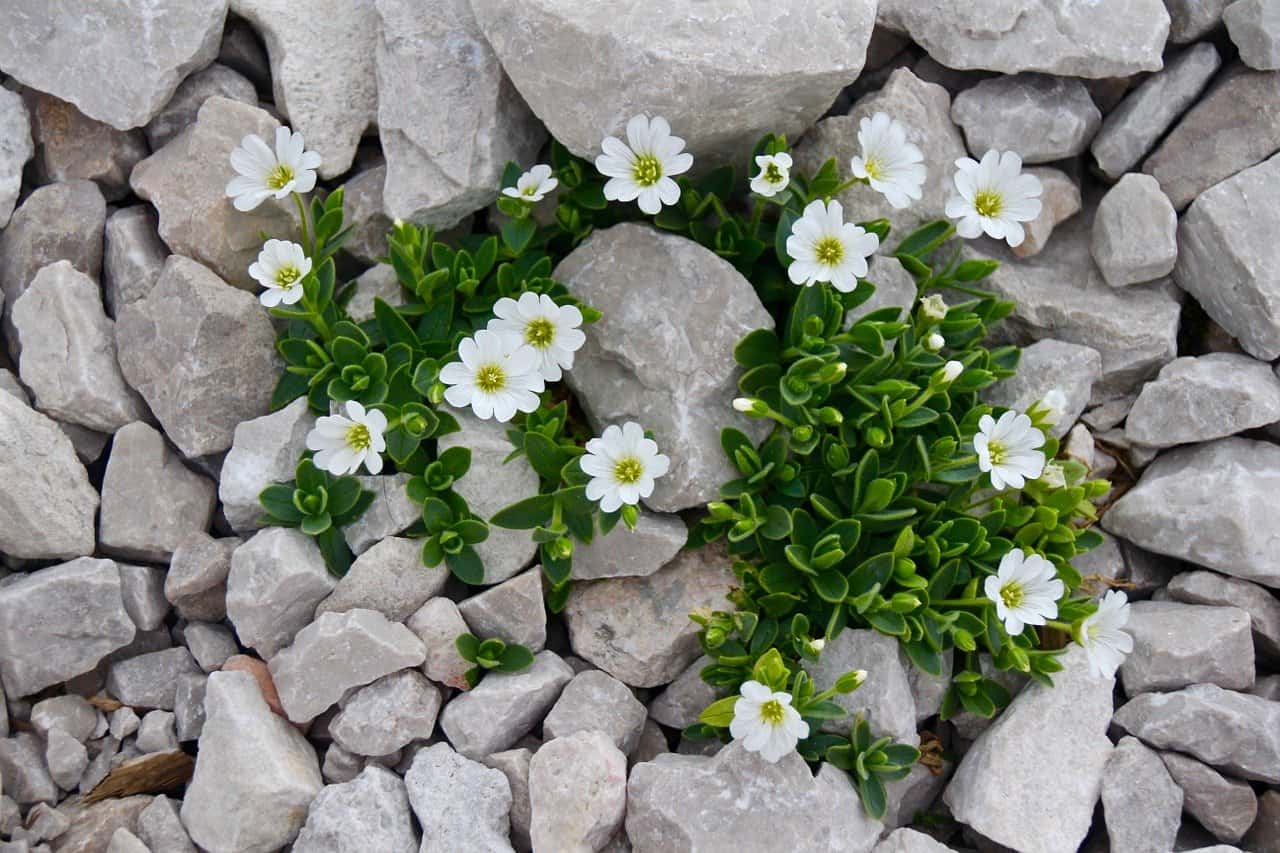 exemples de plantes de rocaille exemples de plantes de rocaille