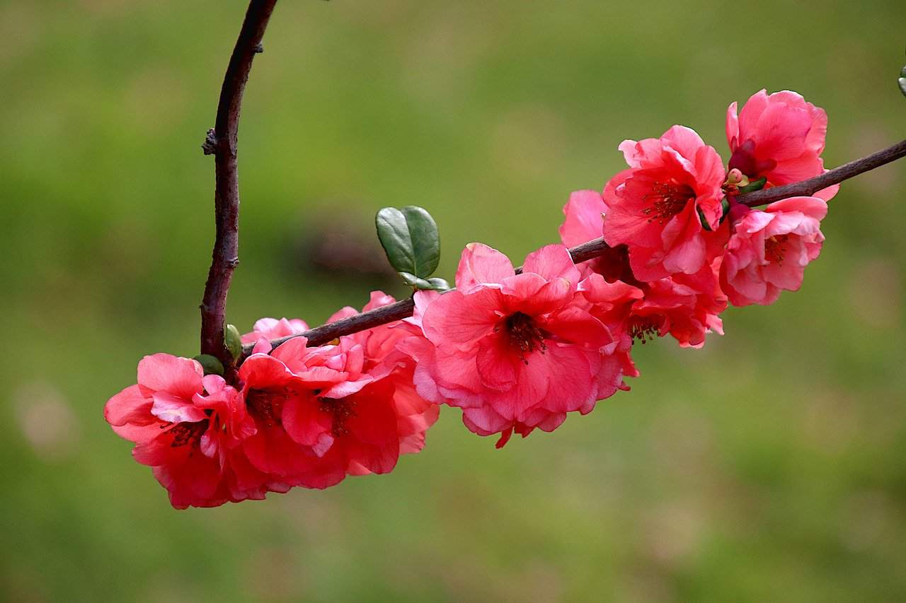 plante de jardin japonais