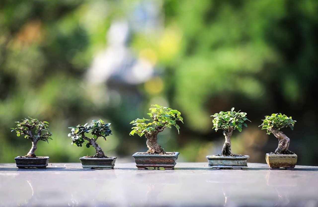 jardin bonsai
