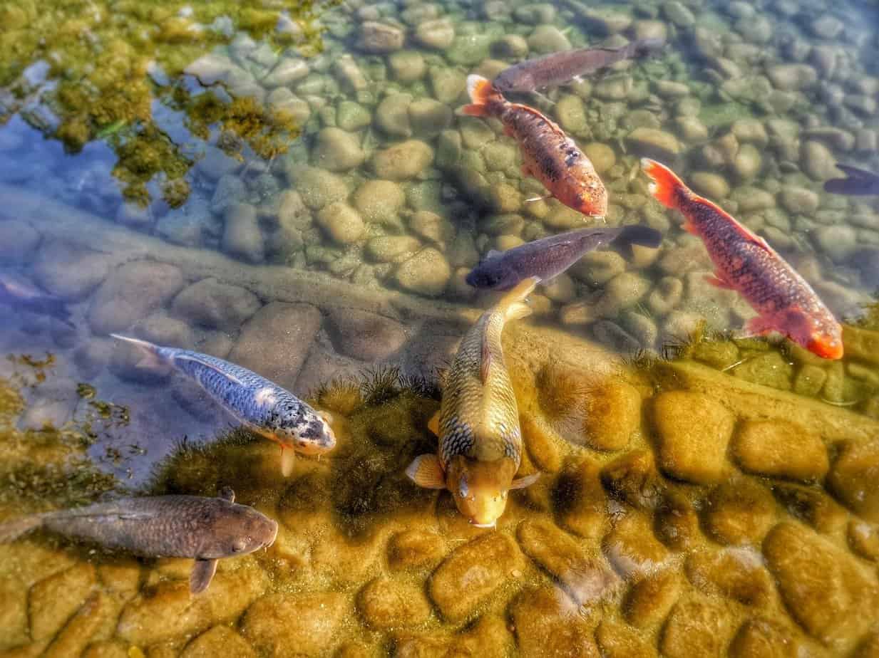 poisson jardin japonais