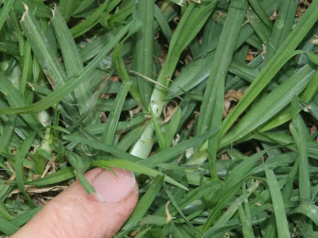 type d'herbe kikuyu type d'herbe kikuyu