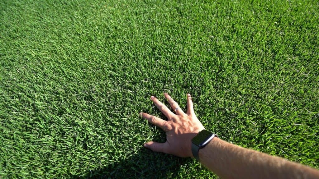 Le gazon kikuyu points forts, prix moyen, entretien et arrosage