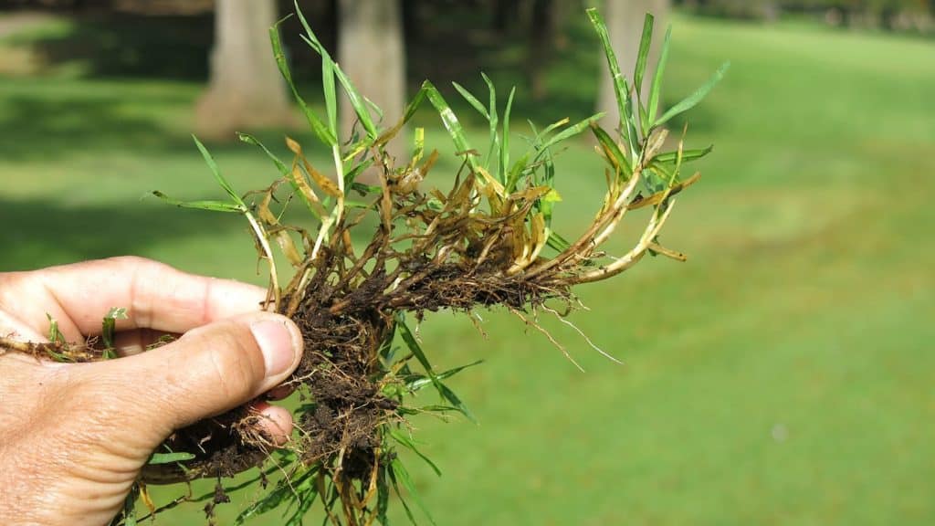 Gazon kikuyu prix, avis et entretien (Guide 2024)