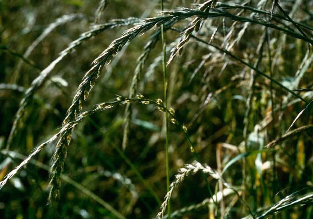 ray grass d'italie ray grass d'italie