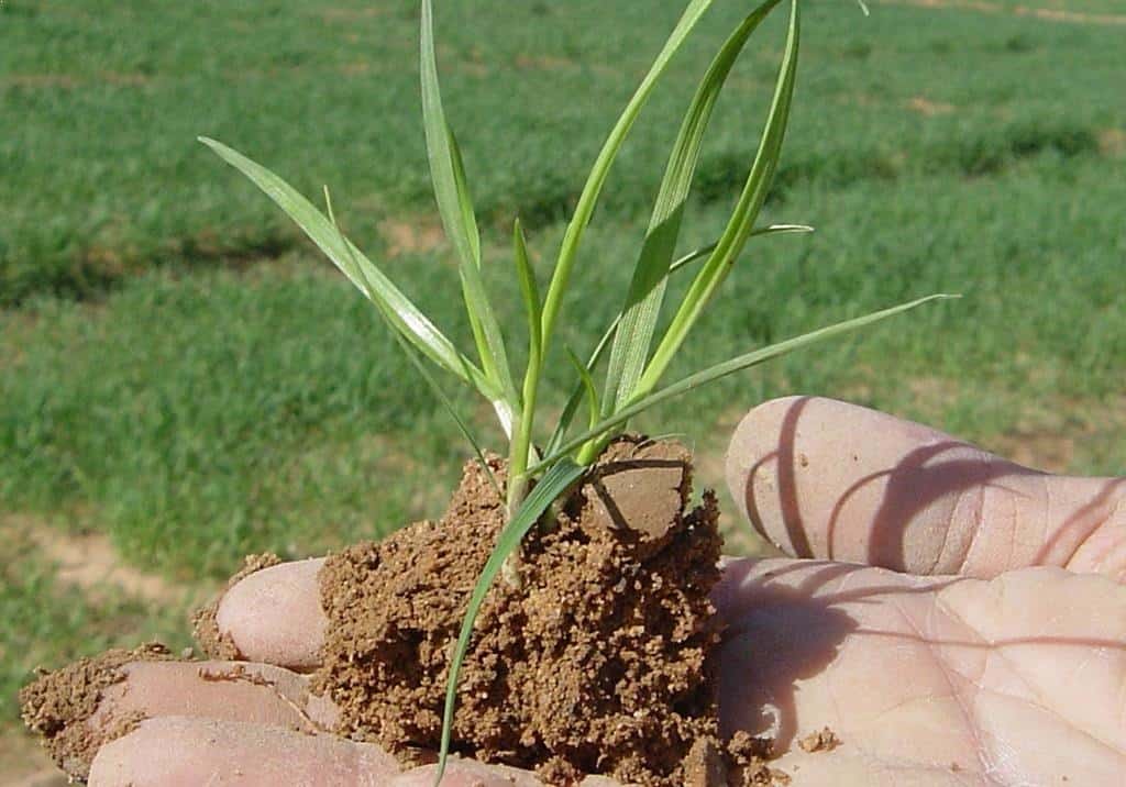 gazon ray grass anglais