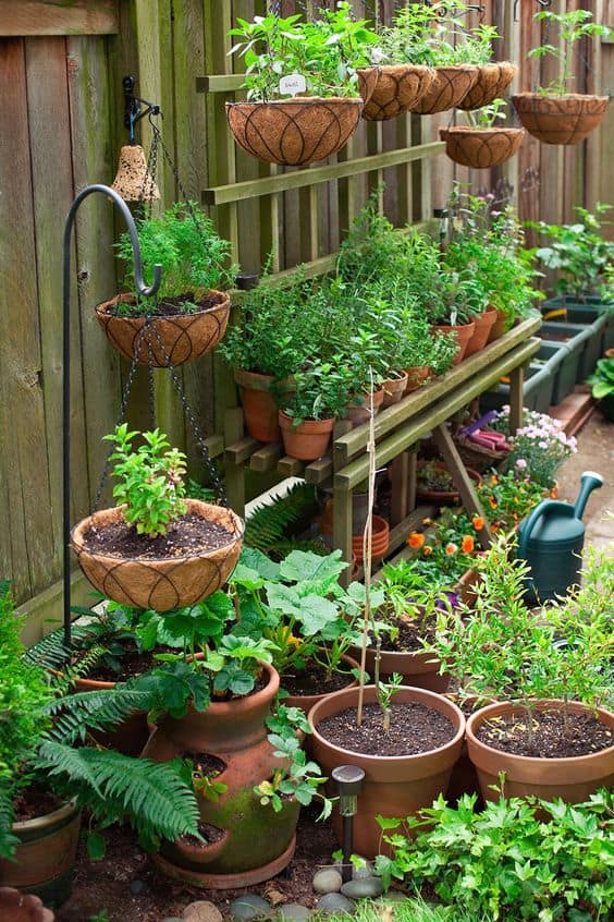 plantes pour petit jardin plantes pour petit jardin