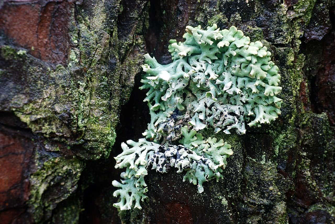 lichen sur un arbre lichen sur un arbre