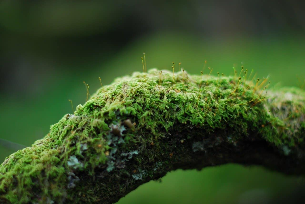 mousse sur un arbre