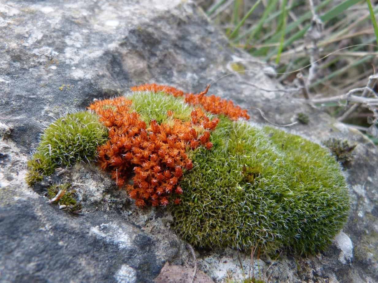 mousse d'arbre