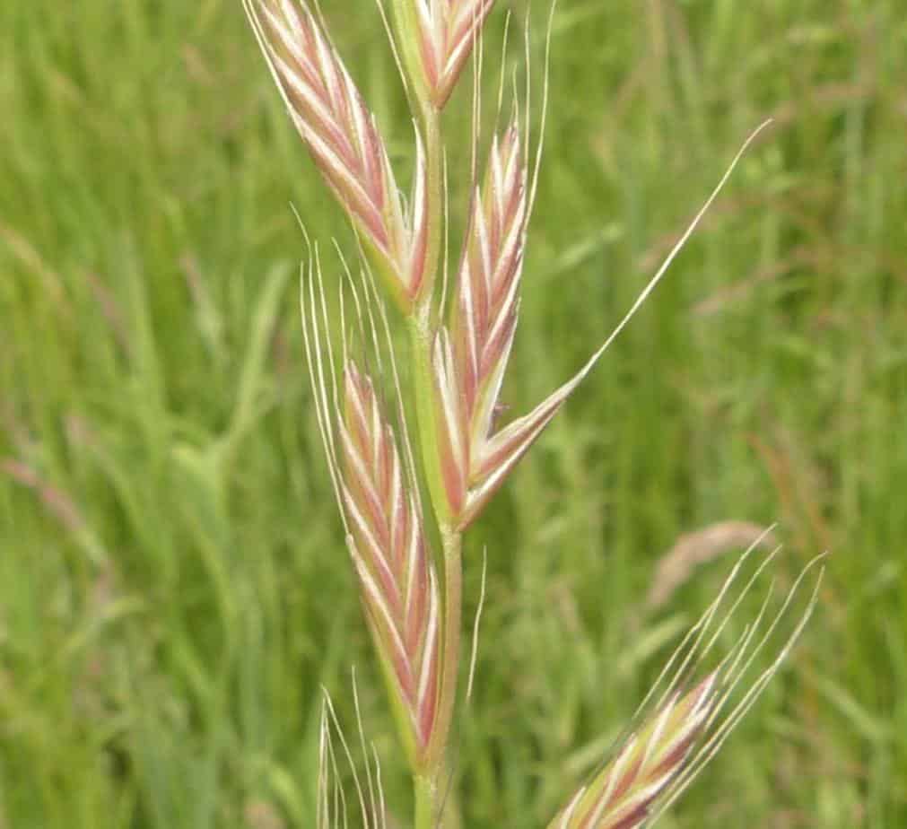 gazon ray grass italien gazon ray grass italien