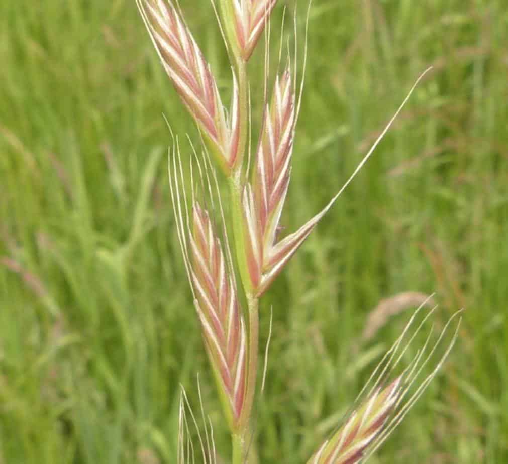 gazon ray grass italien