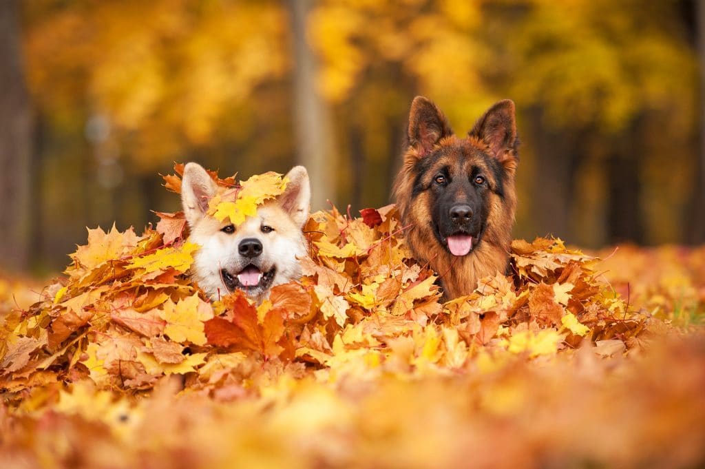 ramasser les feuilles mortes