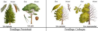feuillage caduc feuillage caduc
