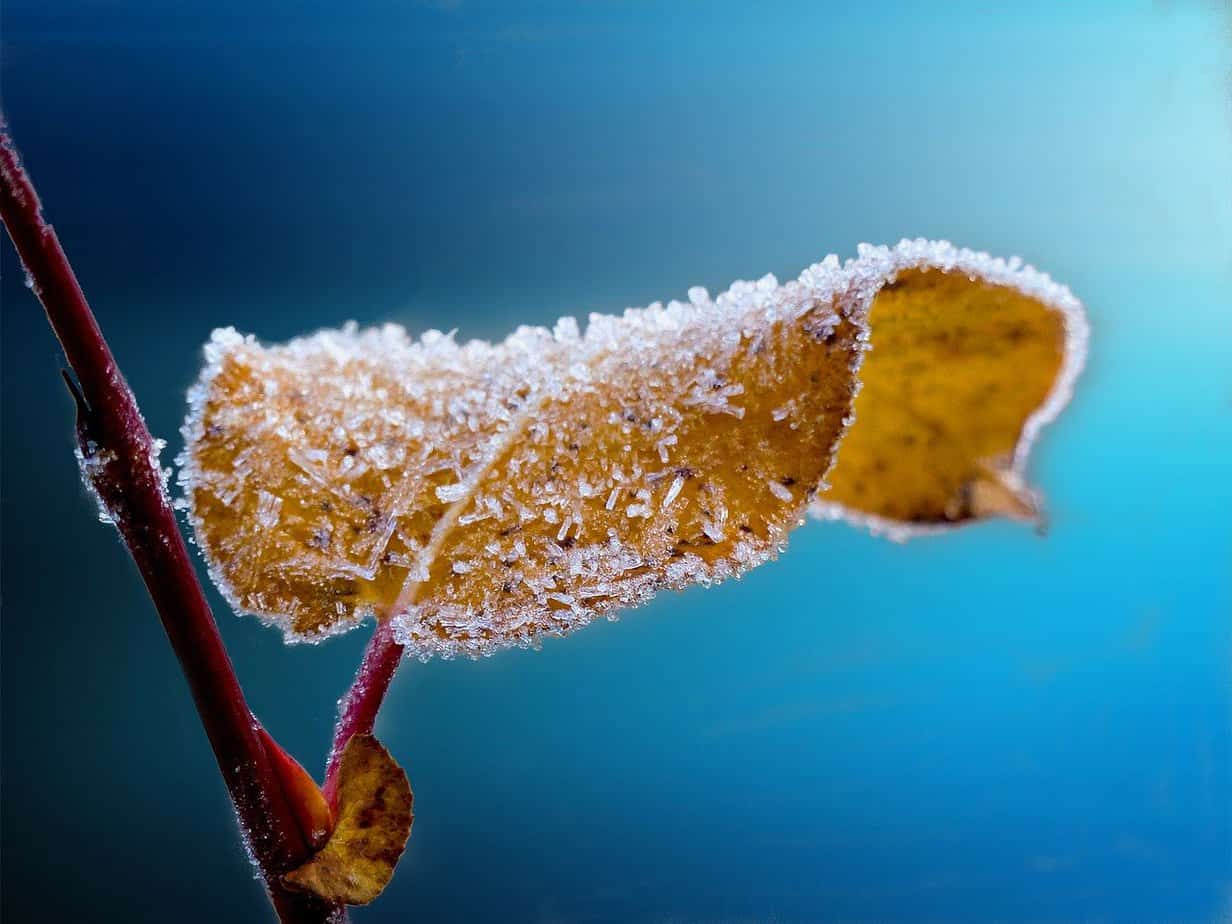 pourquoi les feuilles tombent