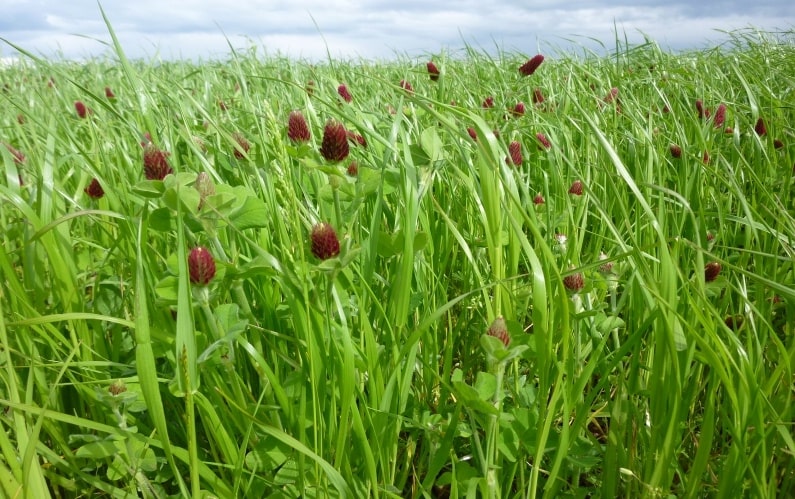 mélange gazon ray grass