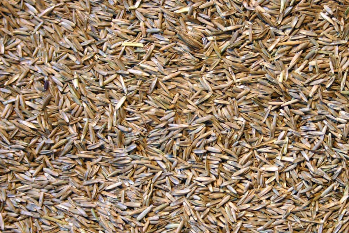semer gazon ray grass
