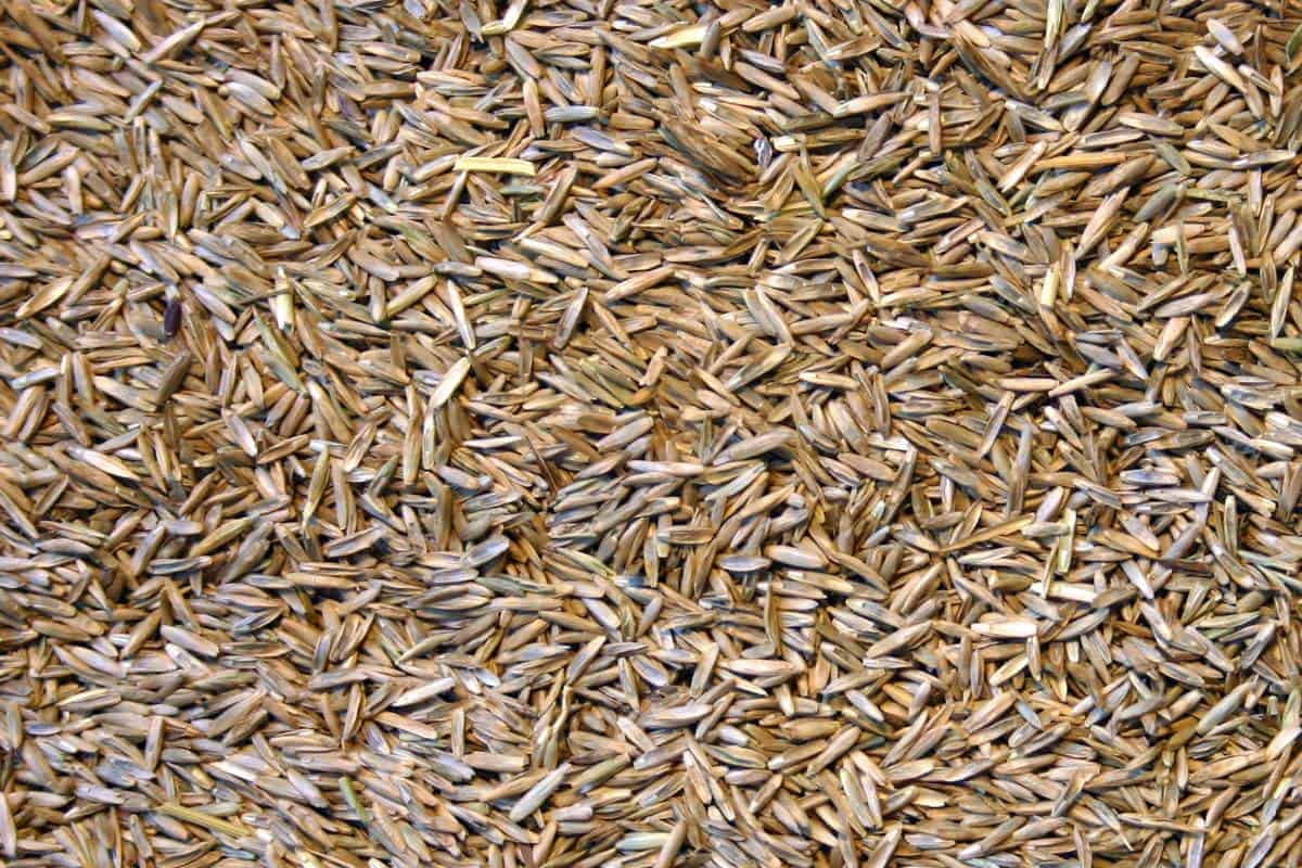 semer gazon ray grass semer gazon ray grass