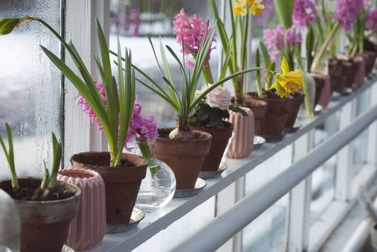 plantes pour serre plantes pour serre