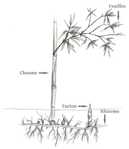 racines de bambou