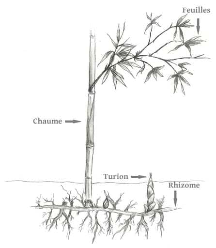 racines de bambou racines de bambou