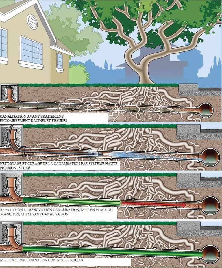 racines dans canalisations