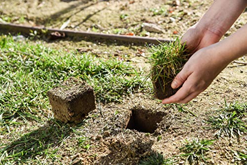 planter zoysia