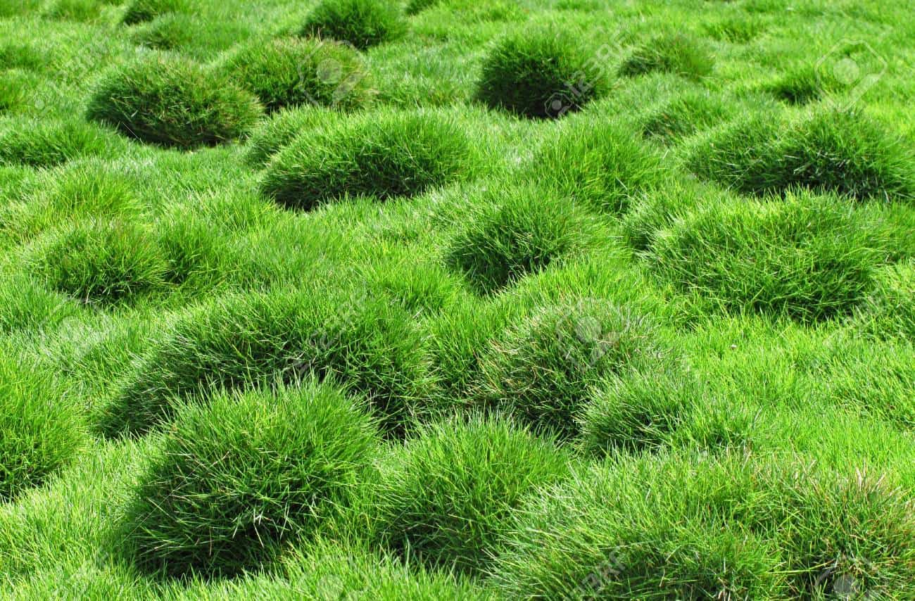 semer du zoysia semer du zoysia