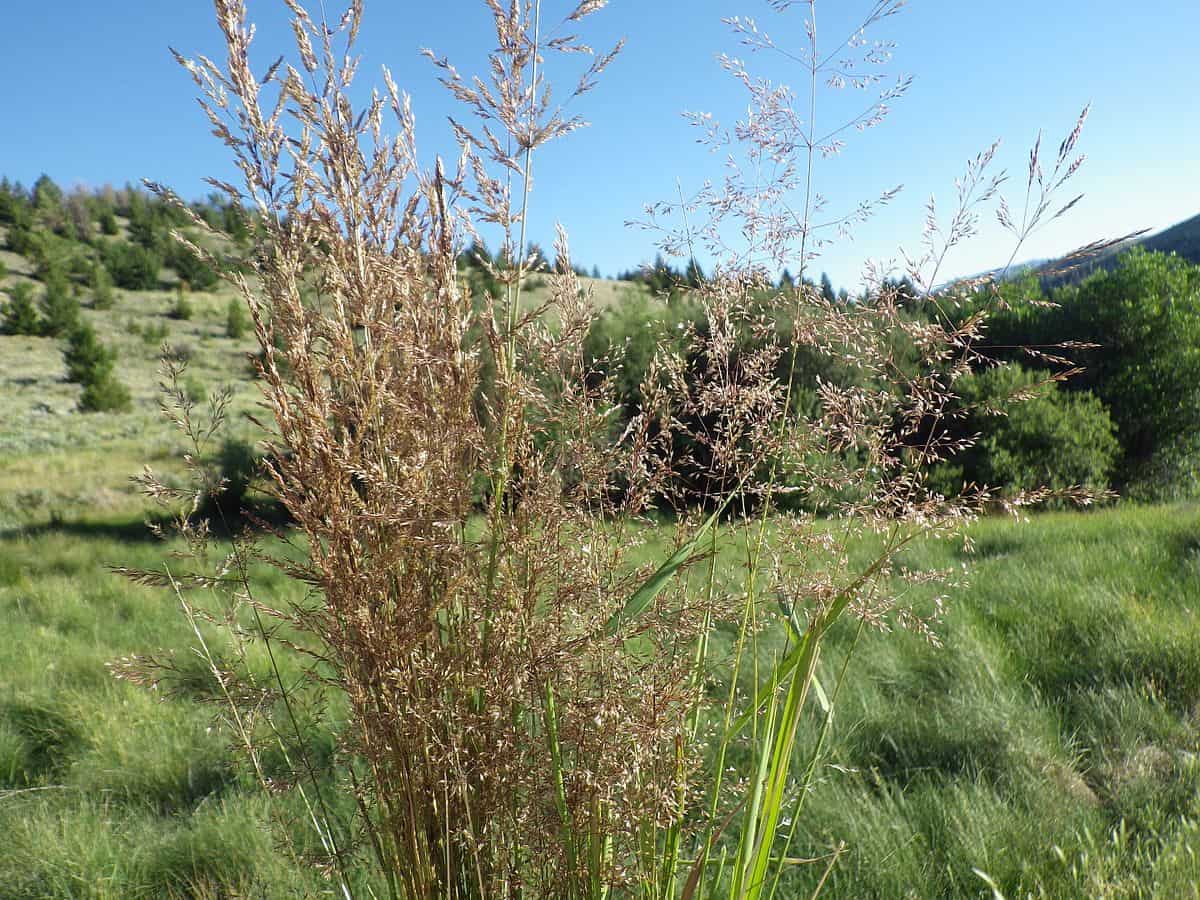 agrostide stolonifere agrostide stolonifere