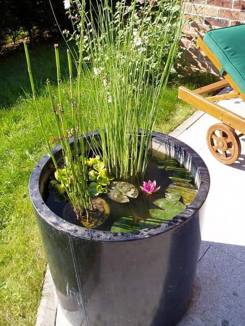 petit bassin de jardin 