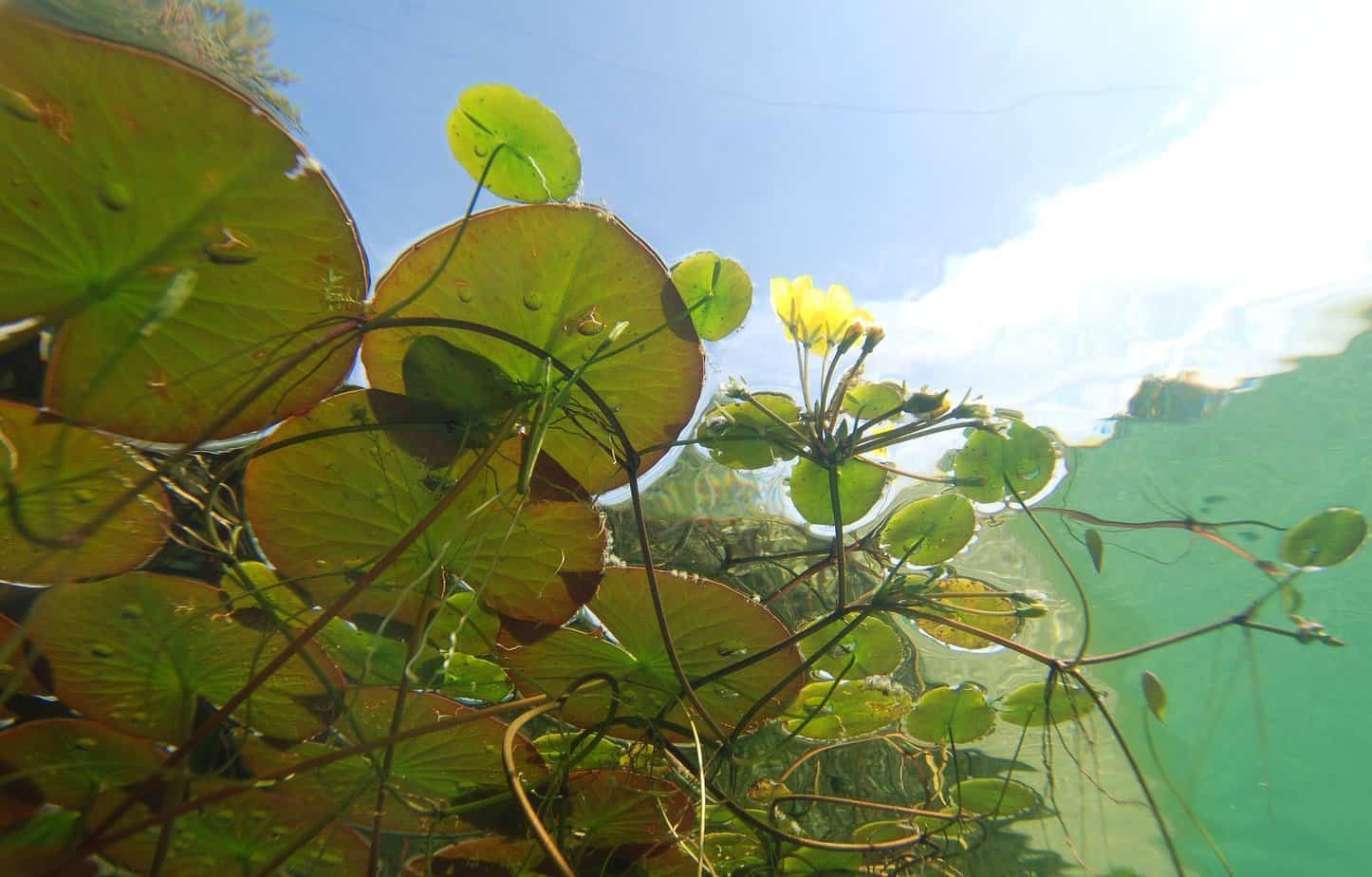 plante pour bassin de jardin plante pour bassin de jardin