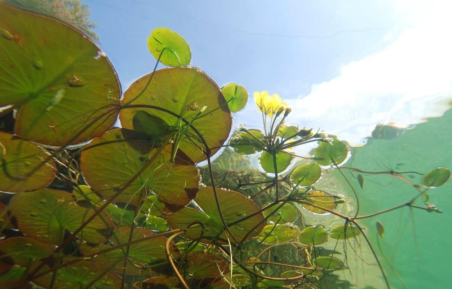 plante pour bassin de jardin