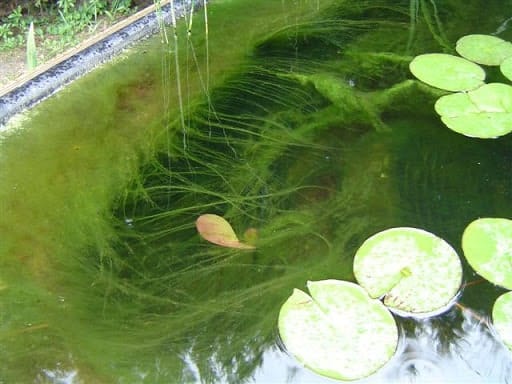 algues bassin de jardin
