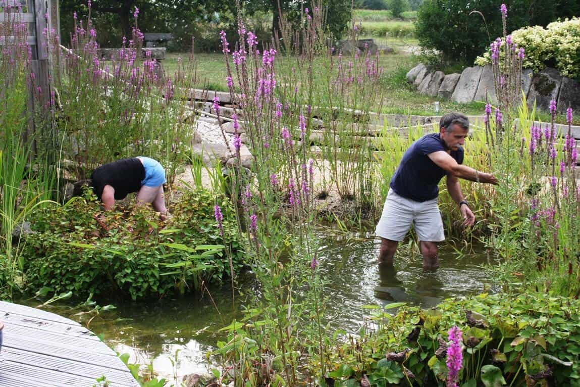 entretien de bassin de jardin entretien de bassin de jardin