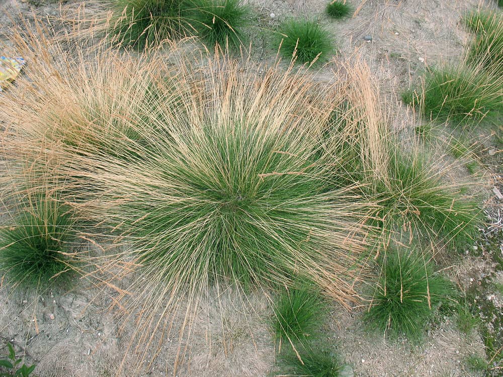 photo fétuque filiforme