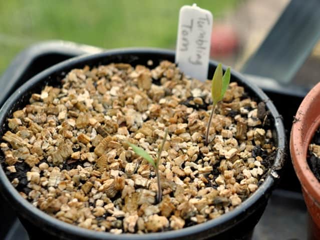 vermiculite jardin vermiculite jardin