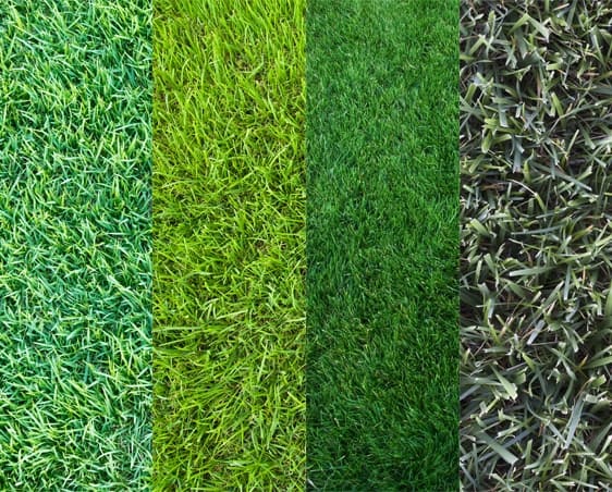 variétés de zoysia