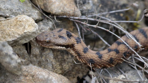 serpent dans un mur