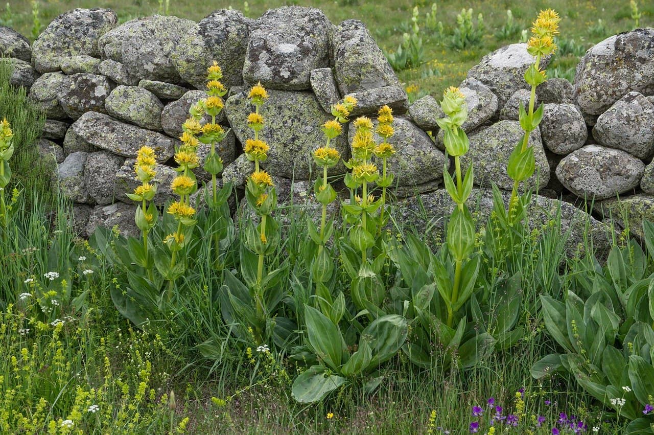 muret de jardin muret de jardin