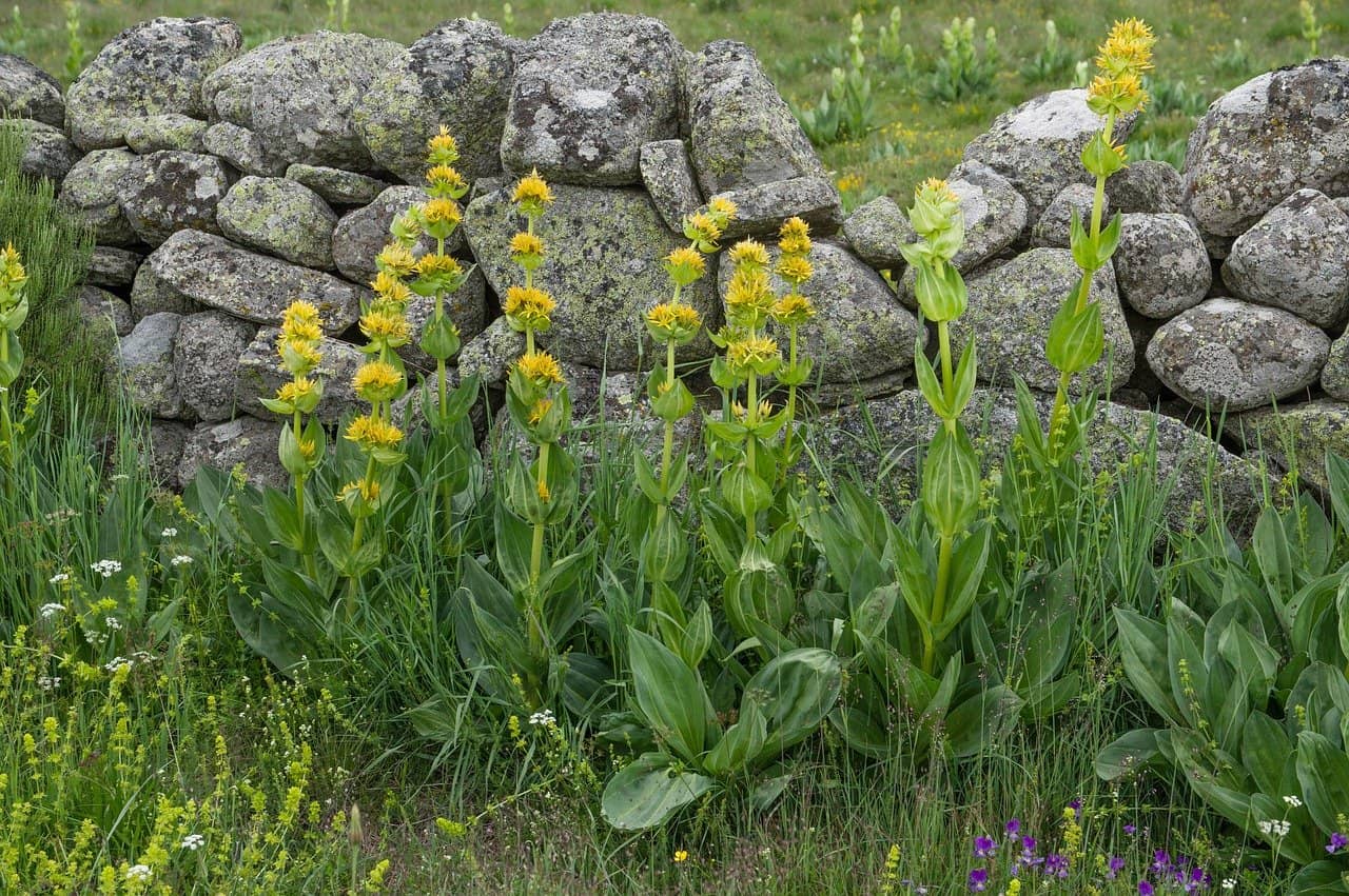 muret de jardin