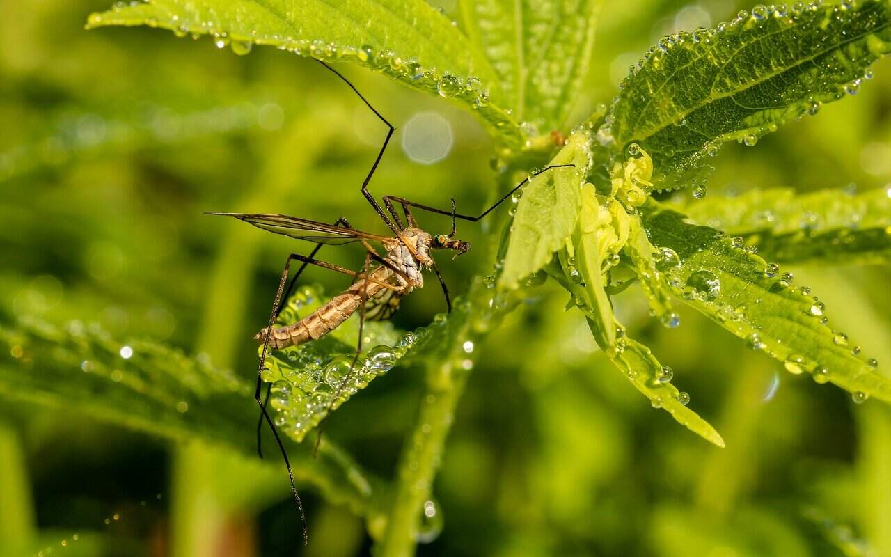 Les plantes anti-moustiques : un bouclier végétal pour votre jardin Les plantes anti-moustiques : un bouclier végétal pour votre jardin